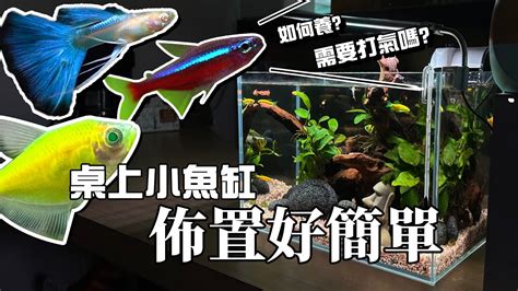 魚缸 魚|新手養魚第一缸!馬上上手!魚缸佈置好簡單